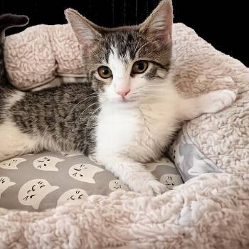 Lilly -  Domestic Short Hair Cat for Adoption in Bel Air, Maryland - Lilly | PetCurious