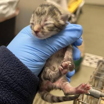 Domestic Short Hair Cats Available for Adoption in Harrisonburg, Virginia - 70659 | PetCurious