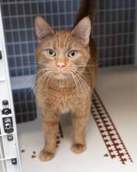 Domestic Short Hair Cats Available for Adoption - Tatem | PetCurious