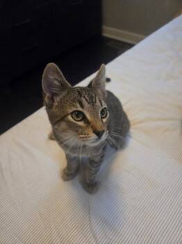 Mario -  Domestic Short Hair Cat for Adoption in Richmond, Virginia - Mario | PetCurious