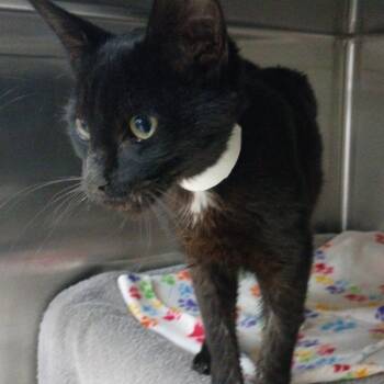 Pluto -  Domestic Short Hair Cat for Adoption in Pasadena, California - Pluto | PetCurious