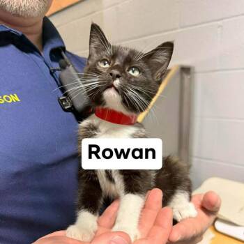 Domestic Short Hair Cats Available for Adoption in Newcastle, Oklahoma - Rowan | PetCurious