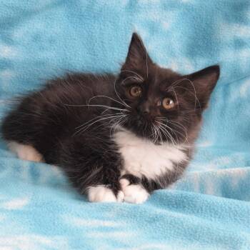 Domestic Long Hair Cats Available for Adoption in Eureka, California - Mantis (52891) | PetCurious
