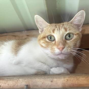 Sally -  Domestic Short Hair Cat for Adoption in Garfield, Arkansas - Sally | PetCurious
