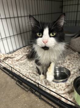 Rescue Domestic Long Hair Cats for Adoption in Fort Collins, Colorado - Oreo | PetCurious