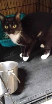 Rescue Domestic Short Hair Cats for Adoption in Glenville, West Virginia - GTF9 | PetCurious