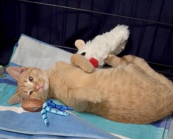 Rescue Domestic Short Hair Cats for Adoption in Powdersville, South Carolina - Peaches(CC) | PetCurious