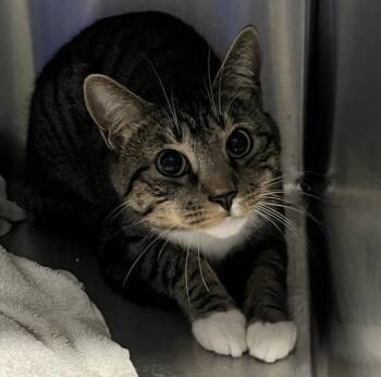 Ambrose -  Domestic Short Hair Cat for Adoption - Ambrose | PetCurious