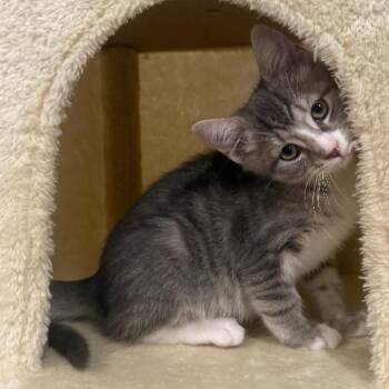 Shay -  Tabby Cat for Adoption in Wayne, New Jersey - Shay | PetCurious