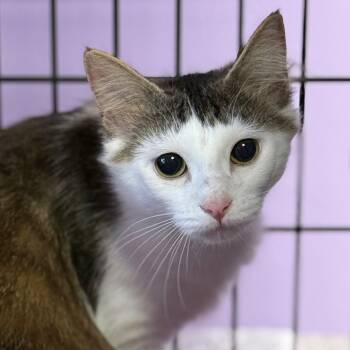 Rescue Domestic Medium Hair Cats for Adoption in Redwood Valley, California - Stella | PetCurious