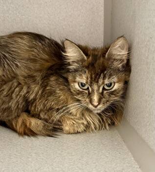 -Angelica -  Torbie and Domestic Medium Hair Cat for Adoption in Red Bluff, California - -Angelica | PetCurious