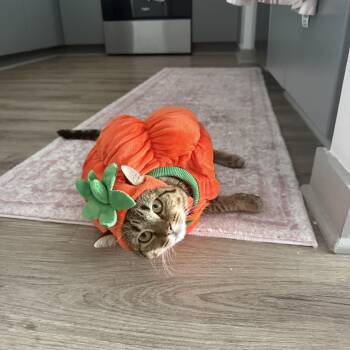 Sonny -  Tabby Cat for Adoption in Columbia, South Carolina - Sonny | PetCurious