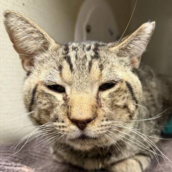 Verdugo A 7/9/26 El Gordo -  Domestic Short Hair Cat for Adoption in Yuma, Arizona - Verdugo A 7/9/26 El Gordo | PetCurious