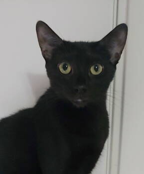 Rescue Domestic Short Hair Cats for Adoption in Pompano Beach, Florida - Ivy | PetCurious