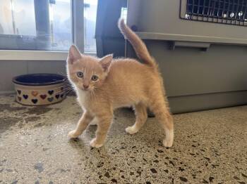 Vijay -  Domestic Short Hair Cat for Adoption in Berkeley, California - Vijay | PetCurious