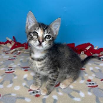 Zeppelin -  Domestic Short Hair Cat for Adoption in San Antonio, Texas - Zeppelin | PetCurious
