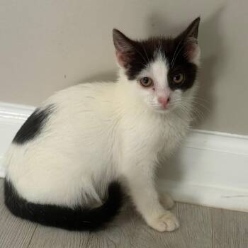Tilly -  Domestic Short Hair Cat for Adoption in Parrish, Alabama - Tilly | PetCurious