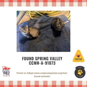 Rescue Domestic Short Hair Cats for Adoption in Rochester, Minnesota - Mooshoe | PetCurious