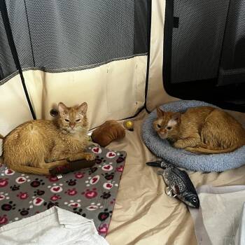 Domestic Short Hair Cats Available for Adoption in Evanston, Illinois - Red Lobster | PetCurious