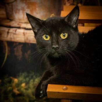 Rescue Domestic Short Hair Cats for Adoption in Lapeer, Michigan - Beany | PetCurious