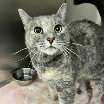 Lisa -  Domestic Short Hair Cat for Adoption in Ballston Spa, New York - Lisa | PetCurious