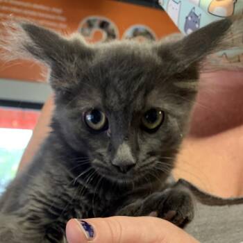 Shio -  Domestic Medium Hair Cat for Adoption in Salt Lake City, Utah - Shio | PetCurious