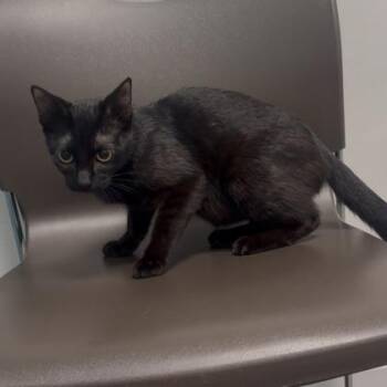 Domestic Short Hair Cats Available for Adoption in Janesville, Wisconsin - Flicka | PetCurious