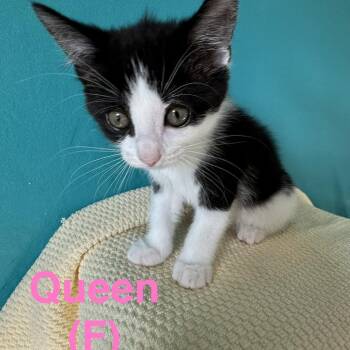 Queen -  Domestic Short Hair Cat for Adoption in NEW PT RICHEY, Florida - Queen | PetCurious