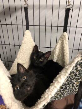 Domestic Medium Hair Cats Available for Adoption in Windsor, Connecticut - Gruyere Aka Noir | PetCurious