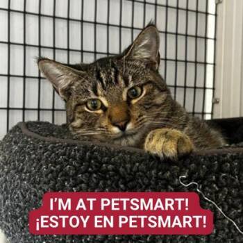 Rescue Domestic Short Hair Cats for Adoption in Carrollton, Texas - Harambe | PetCurious