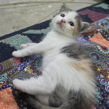 Elsbeth -  Domestic Short Hair Cat for Adoption in Columbia, Missouri - Elsbeth | PetCurious