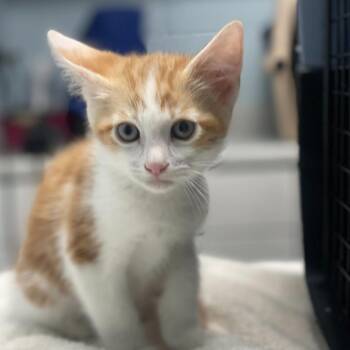 Domestic Short Hair Cats Available for Adoption in Riverside, California - Saturn | PetCurious