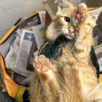 Pika -  Domestic Short Hair Cat for Adoption in Philadelphia, Pennsylvania - Pika | PetCurious