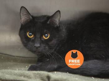 GENIE -  British Shorthair and Domestic Short Hair Cat for Adoption in Phoenix, Arizona - GENIE | PetCurious