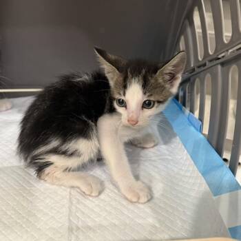 Nitro Cold Brew -  Domestic Short Hair Cat for Adoption in NEW PT RICHEY, Florida - Nitro Cold Brew | PetCurious