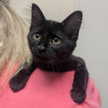 Clover -  Domestic Short Hair Cat for Adoption in Springfield, Illinois - Clover | PetCurious