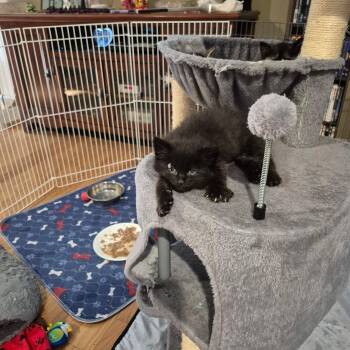 Arthur -  Domestic Long Hair and Maine Coon Cat for Adoption in Tracy, California - Arthur | PetCurious