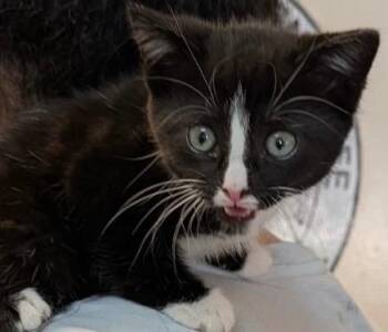 TILLY -  Domestic Medium Hair Cat for Adoption in Elizabethton, Tennessee - TILLY | PetCurious