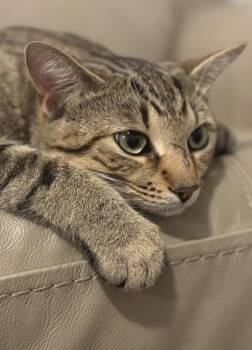 Mewtwo-Pet Valu Brampton -  Domestic Short Hair Cat for Adoption in Mississauga, Ontario - Mewtwo-Pet Valu Brampton | PetCurious