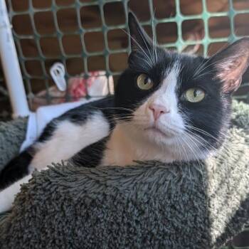 Rescue Domestic Short Hair Cats for Adoption in Waynesville, North Carolina - Pepper | PetCurious