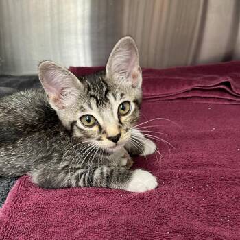 Hank -  Domestic Short Hair Cat for Adoption in Lake Panasoffkee, Florida - Hank | PetCurious