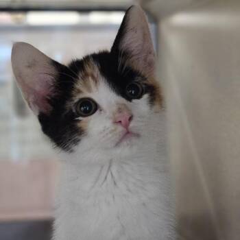 Tigris -  Domestic Short Hair Cat for Adoption in Oakland, California - Tigris | PetCurious