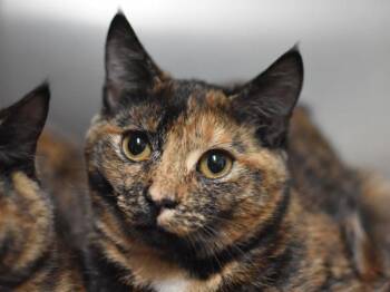 Bonham -  Domestic Short Hair Cat for Adoption in Portland, Oregon - Bonham | PetCurious