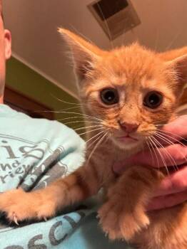 Domestic Short Hair Cats Available for Adoption in Grand Rapids, Michigan - Edward | PetCurious