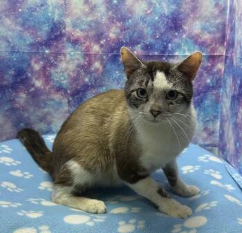 Siamese and Domestic Short Hair Cats Available for Adoption in Washington Court House, Ohio - Eddy | PetCurious