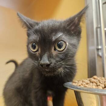 Domestic Short Hair Cats Available for Adoption in Grantsville, Utah - Raven | PetCurious