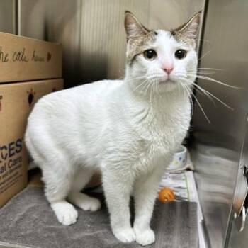 Sweetie Pie -  Domestic Short Hair Cat for Adoption - Sweetie Pie | PetCurious