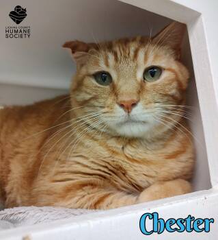 Domestic Short Hair Cats Available for Adoption in Heath, Ohio - Chester | PetCurious