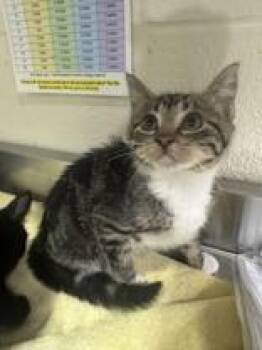Callista -  Domestic Short Hair Cat for Adoption in Manitowoc, Wisconsin - Callista | PetCurious