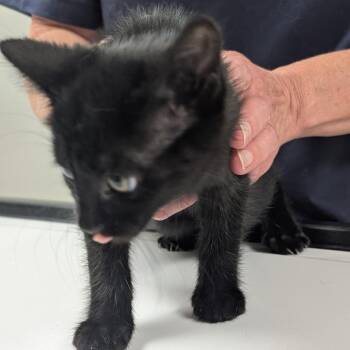 Jasmine -  Domestic Short Hair Cat for Adoption in Canton, Illinois - Jasmine | PetCurious